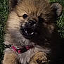 puppy, dog, grass, outdoor, cute, pet, fluffy, collar, young, animal, nature, playful, mouth_open, fur, small, canine, sunlight, adorable, closeup, happy
