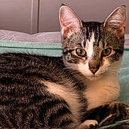 Tootsie Beans joined the competition — help win amazing prizes! animal, bed, blanket, cat, closeup, cute, domestic, ears, feline, fur, green_eyes, indoor, looking, mammal, pet, relaxed, resting, sleepy, tabby, whiskers