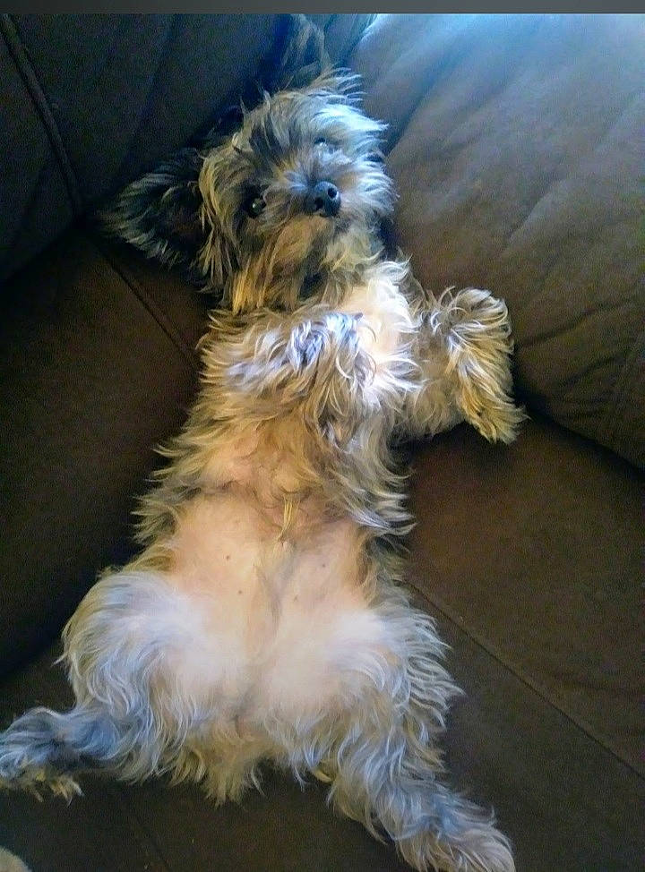 Scout joined the competition — help win amazing prizes! biewer_terrier, canidae, carnivore, companion_dog, dog, dog_breed, fawn, fur, liver, maltepoo, non_sporting_group, puppy, small_terrier, snout, sporting_group, terrier, toy_dog, working_animal, working_terrier, yorkipoo