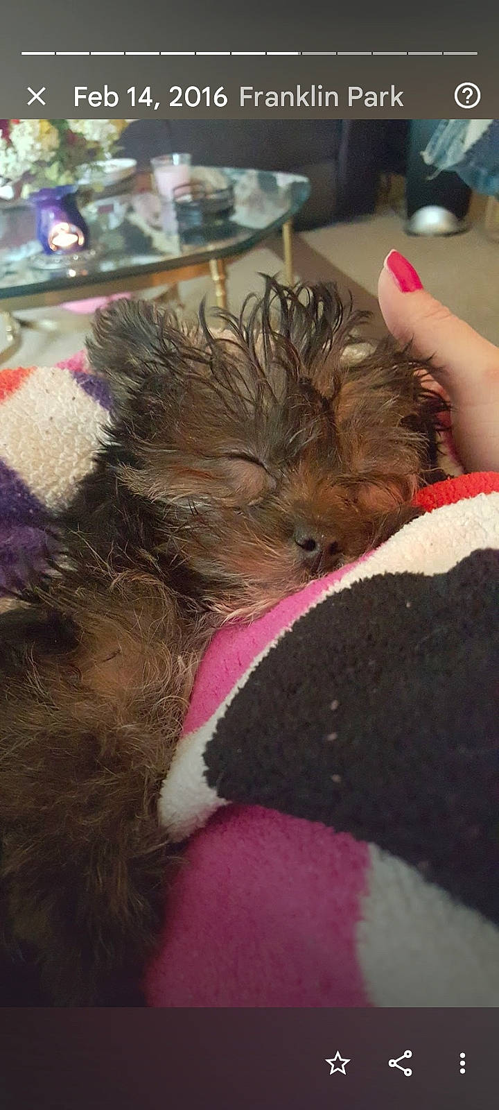 Scout is registered to the contest to win money with this photo: carnivore, companion_dog, dog_breed, event, fashion_accessory, felidae, fur, human_leg, liver, magenta, paw, small_terrier, small_to_medium_sized_cats, stuffed_toy, sunglasses, tail, terrier, toy_dog, whiskers, wool