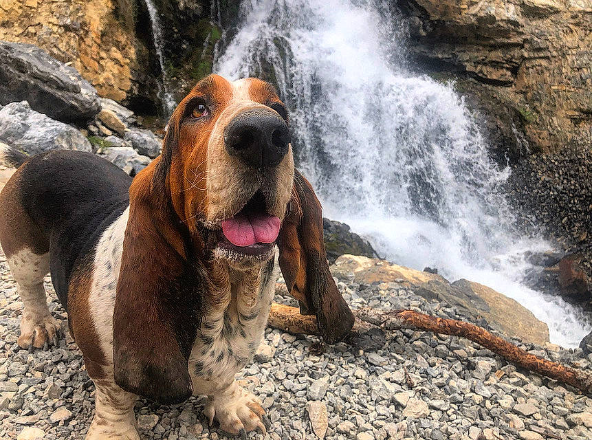 Otis joined the competition — help win amazing prizes! bedrock, carnivore, chute, companion_dog, dog, dog_breed, fawn, leisure, liver, mountain_river, natural_landscape, rock, snout, sporting_group, spring, stream, terrestrial_animal, water, water_feature, waterfall