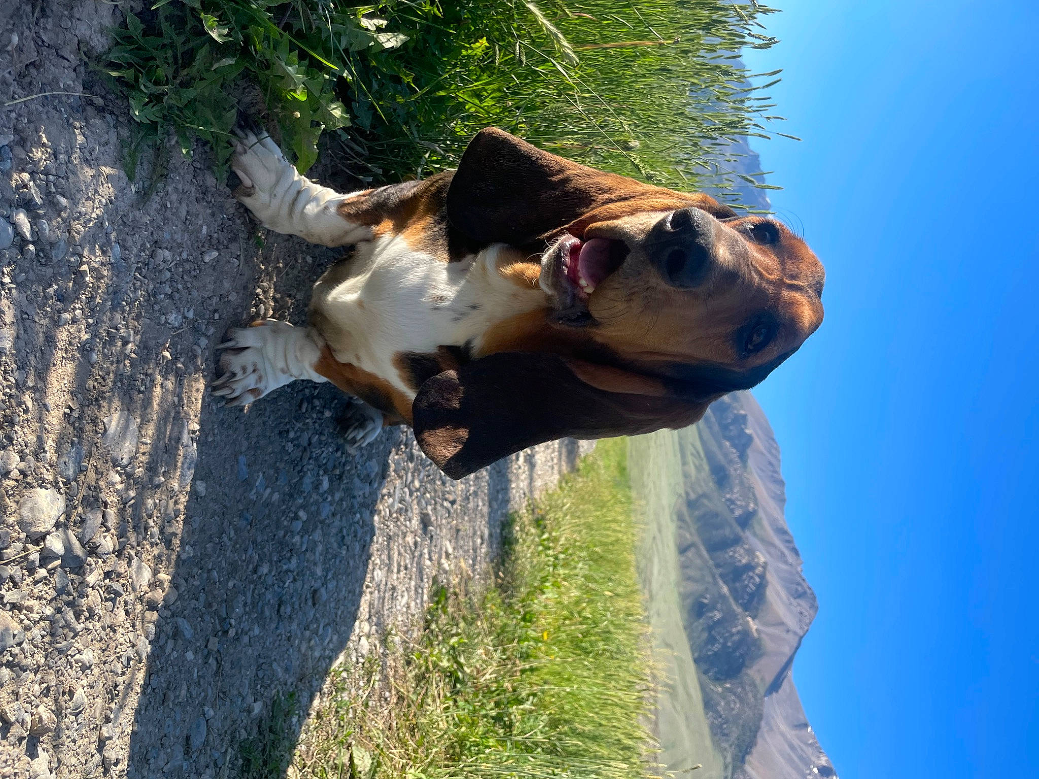 Charli joined the competition — help win amazing prizes! adventure, bovine, canidae, dog, dog_breed, fawn, landscape, mountain, pack_animal, plant, rock, sky, snout, sporting_group, terrestrial_animal, tree, trunk, wildlife, wood, working_animal