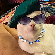 Wilbur joined the competition — help win amazing prizes! accessory, animal, beret, blanket, cat, closeup, cozy, cute, domestic_cat, fashion, feline, furniture, indoor, laying_down, necklace, pet, portrait, relaxed, sunglasses, white_cat