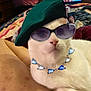 accessory, animal, beret, blanket, cat, closeup, cozy, cute, domestic_cat, fashion, feline, furniture, indoor, laying_down, necklace, pet, portrait, relaxed, sunglasses, white_cat