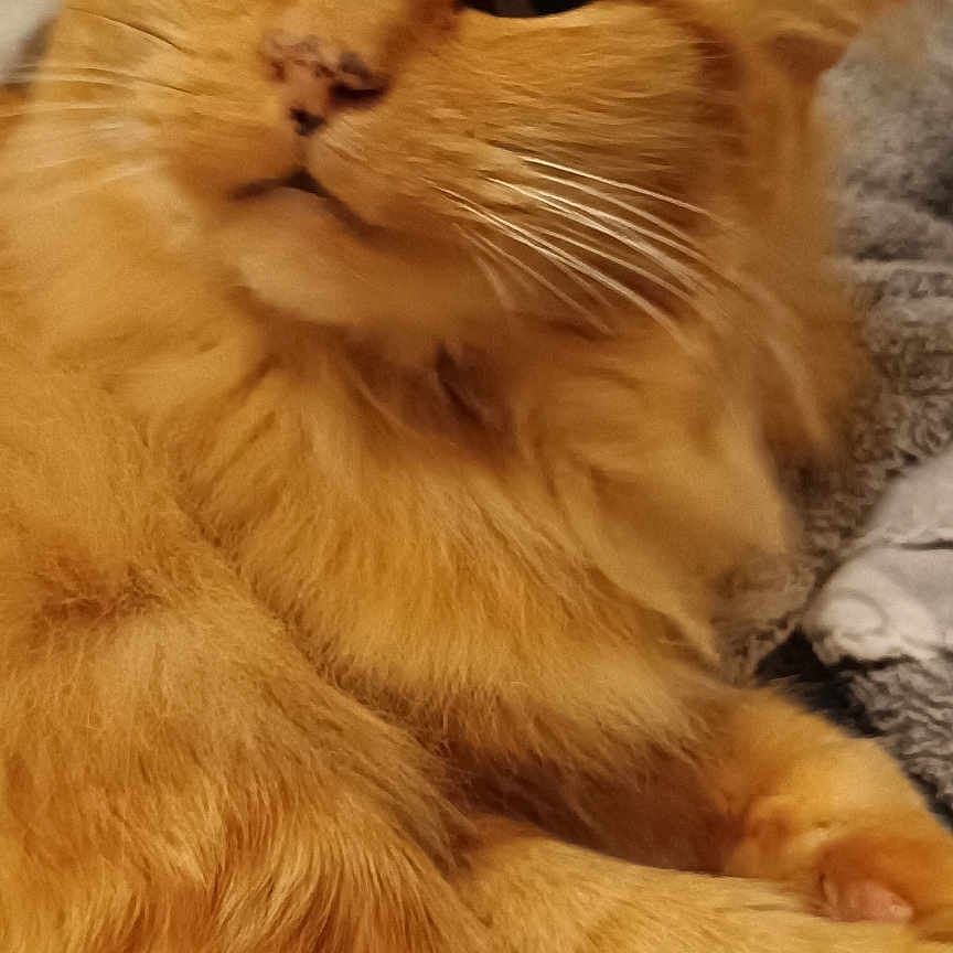 Caramel a rejoint le concours — aidez-le/la à gagner de superbes lots ! abyssinian, angora, animal, blanket, cat, couch, furniture, hardwood, kitten, manx, pet, plywood, siamese, wood