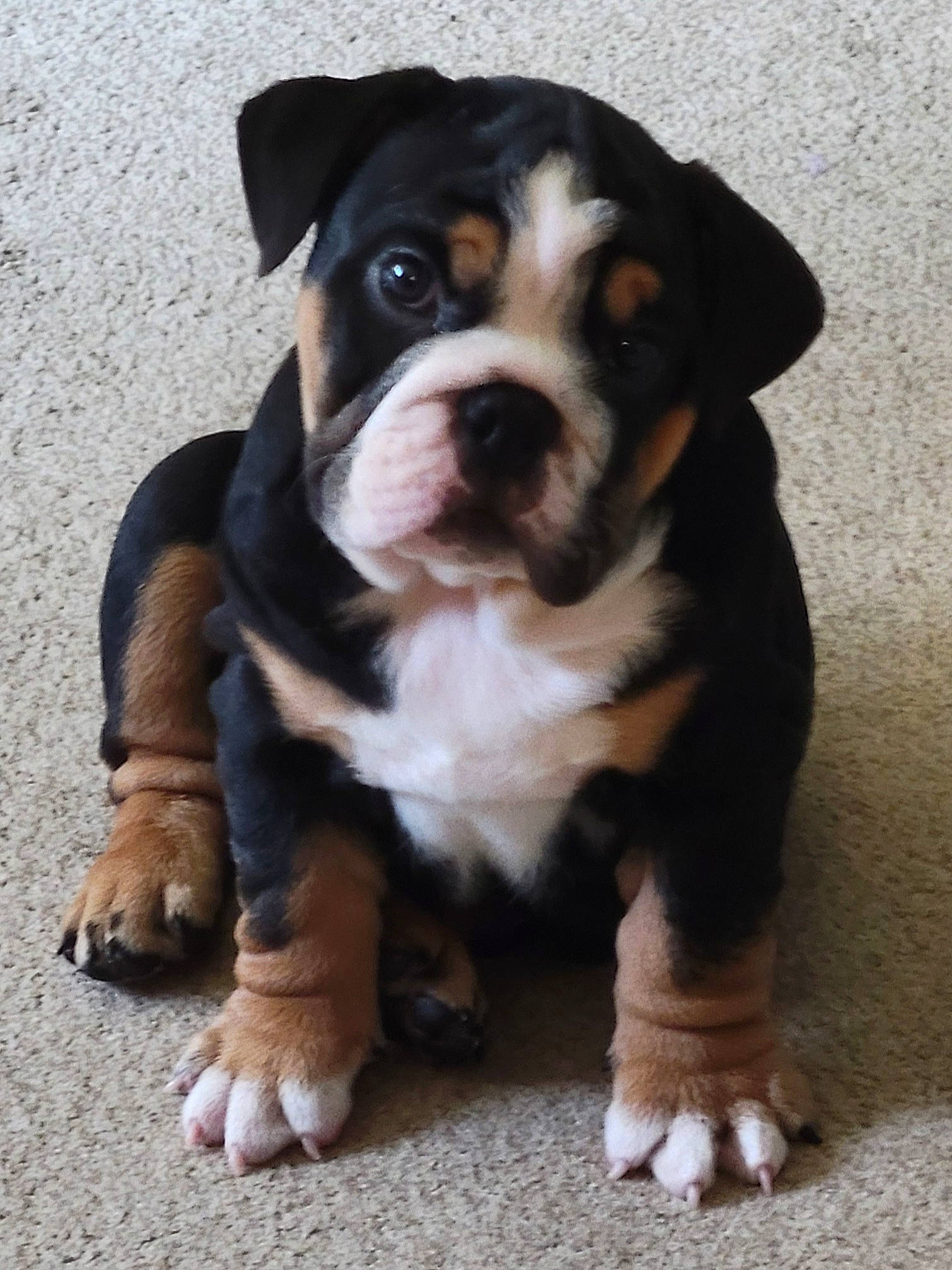 Stanley is registered to the contest to win money with this photo: ancient_dog_breeds, beaglier, bored, boston_terrier, bulldog, canidae, carnivore, companion_dog, dog, dog_breed, fawn, fur, guard_dog, molosser, snout, sporting_group, terrestrial_animal, whiskers, working_animal, working_dog