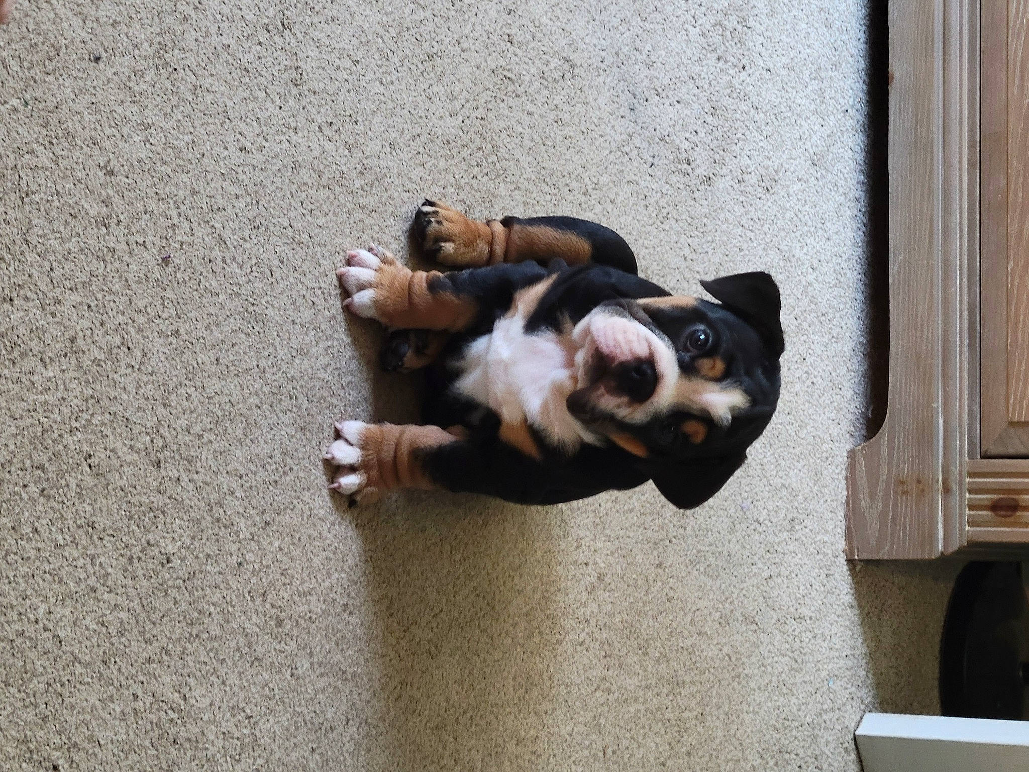 Stanley is registered to the contest to win money with this photo: art, canidae, carnivore, comfort, companion_dog, dog, dog_breed, fawn, felidae, flooring, fur, hardwood, paw, small_to_medium_sized_cats, snout, sporting_group, tail, toy_dog, wood, working_animal