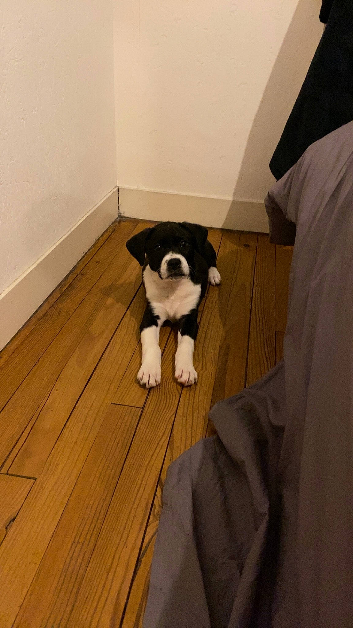 Ragnar participe au concours pour gagner de l'argent avec cette photo : boston_terrier, canidae, carnivore, comfort, companion_dog, dog, dog_breed, fawn, floor, flooring, hardwood, plank, sleeve, snout, stairs, tail, varnish, wood, wood_flooring, working_animal