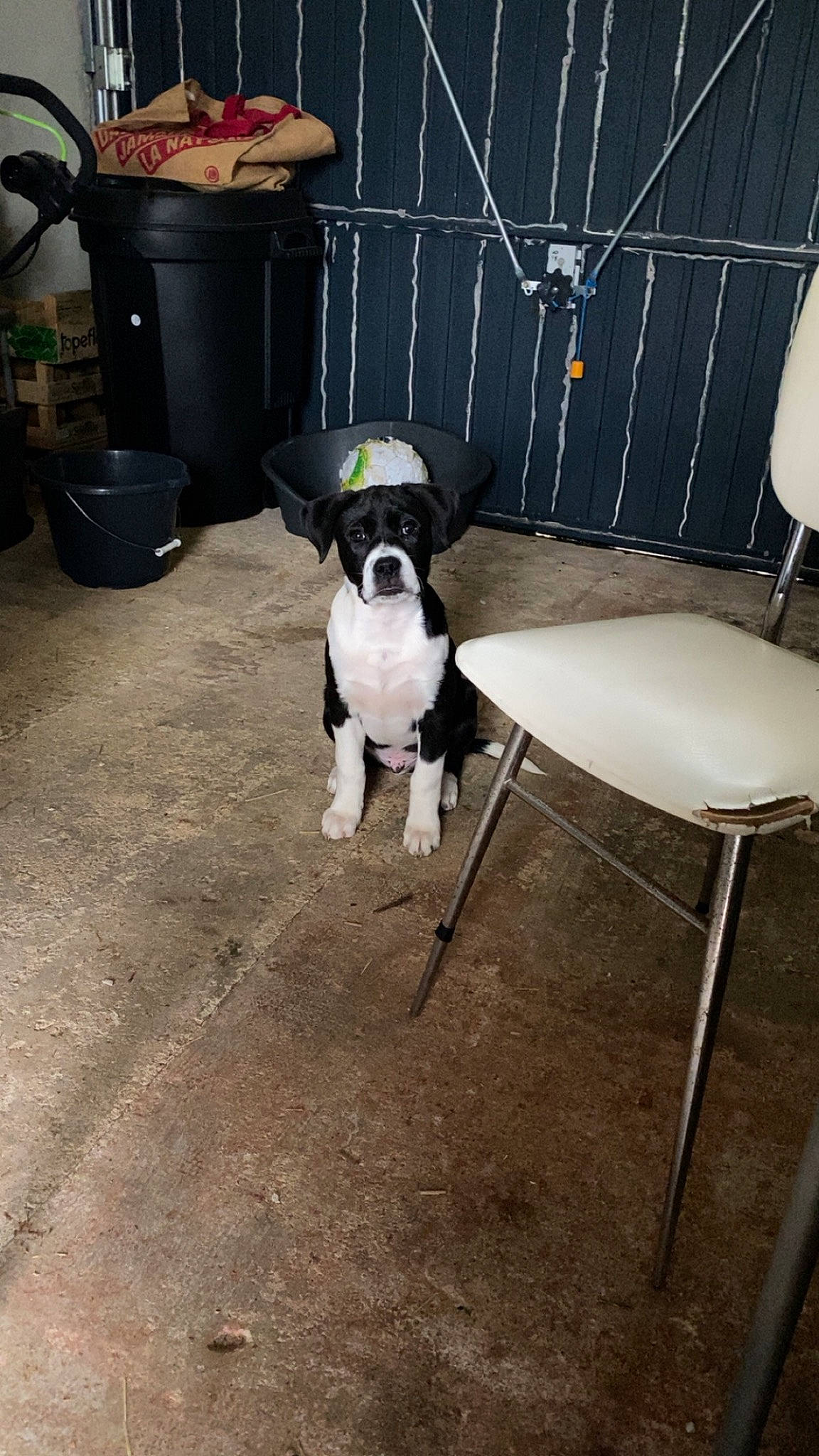 Ragnar participe au concours pour gagner de l'argent avec cette photo : canidae, carnivore, chair, collar, companion_dog, dog, dog_breed, dog_collar, dog_supply, eyewear, fawn, floor, flooring, personal_protective_equipment, pet_supply, snout, sporting_group, tail, toy_dog, working_animal