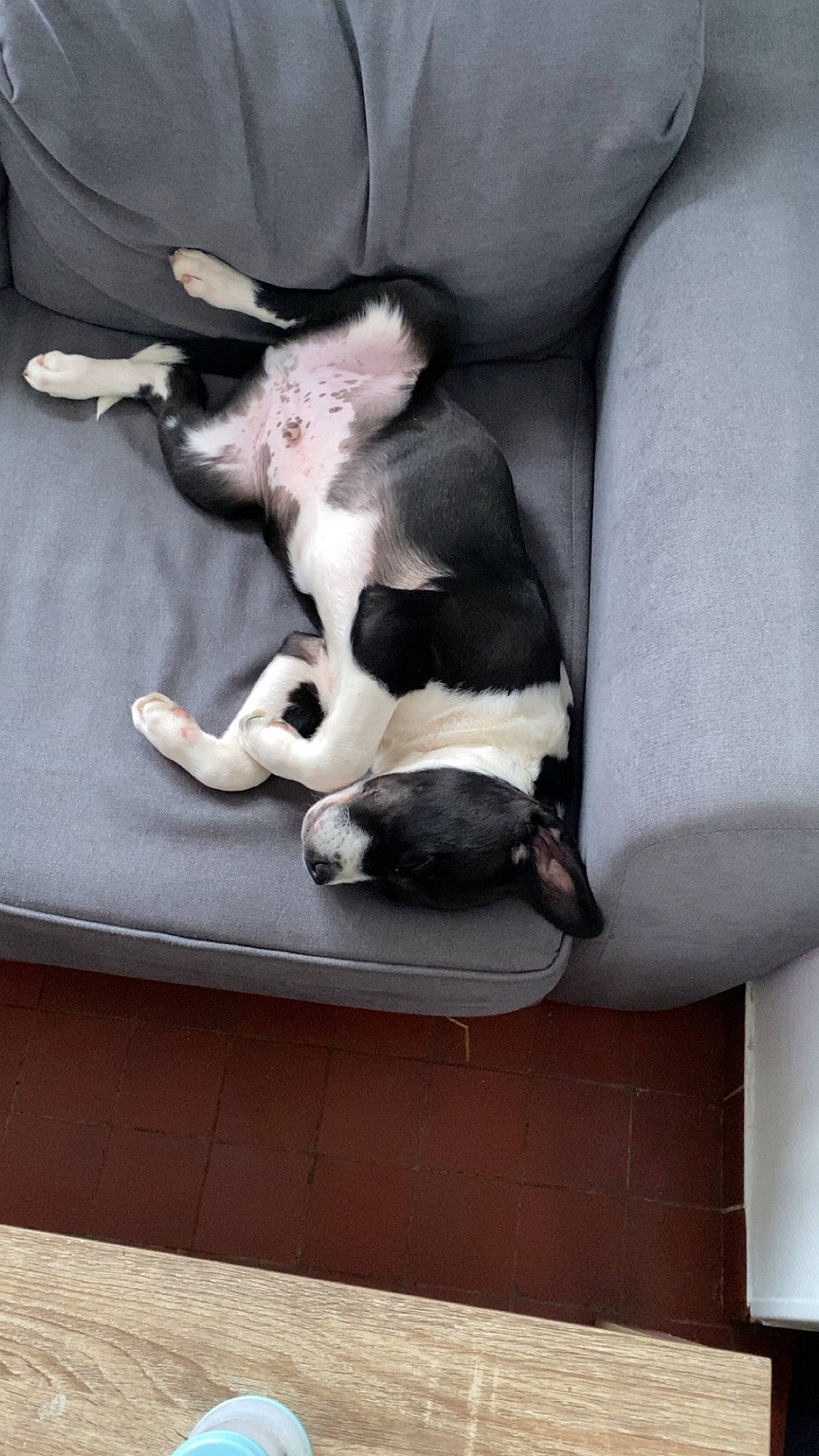 Ragnar a rejoint le concours — aidez-le/la à gagner de superbes lots ! boston_terrier, canidae, carnivore, comfort, companion_dog, dog, dog_breed, fawn, felidae, fur, linens, nap, paw, puppy, small_to_medium_sized_cats, snout, sporting_group, tail, whiskers, wood