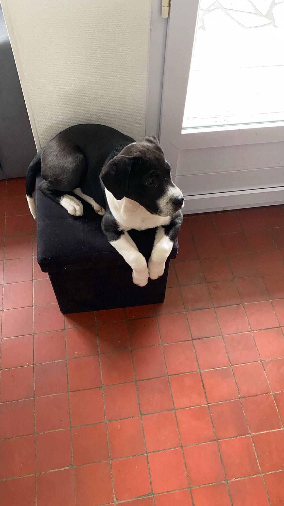 Ragnar a rejoint le concours — aidez-le/la à gagner de superbes lots ! brick, canidae, carnivore, chair, comfort, companion_dog, dog, dog_breed, floor, flooring, hardwood, pet_supply, recliner, room, sporting_group, tail, terrestrial_animal, window, wood, working_animal