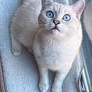 Leo is registered to the contest to win money with this photo: cat, blue_eyes, white_fur, fluffy, pet, indoor, blanket, window, curious, looking_up, whiskers, soft_texture, domestic_animal, feline, resting, paws, close_up, natural_light, cozy, home
