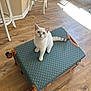 Leo joined the competition — help win amazing prizes! kitten, cat, suitcase, wooden_floor, indoor, furniture, chair, table, sunlight, pet, curious, blue_eyes, domestic_cat, flooring, relaxing, home, living_space, tabby_cat, two_cats, bright