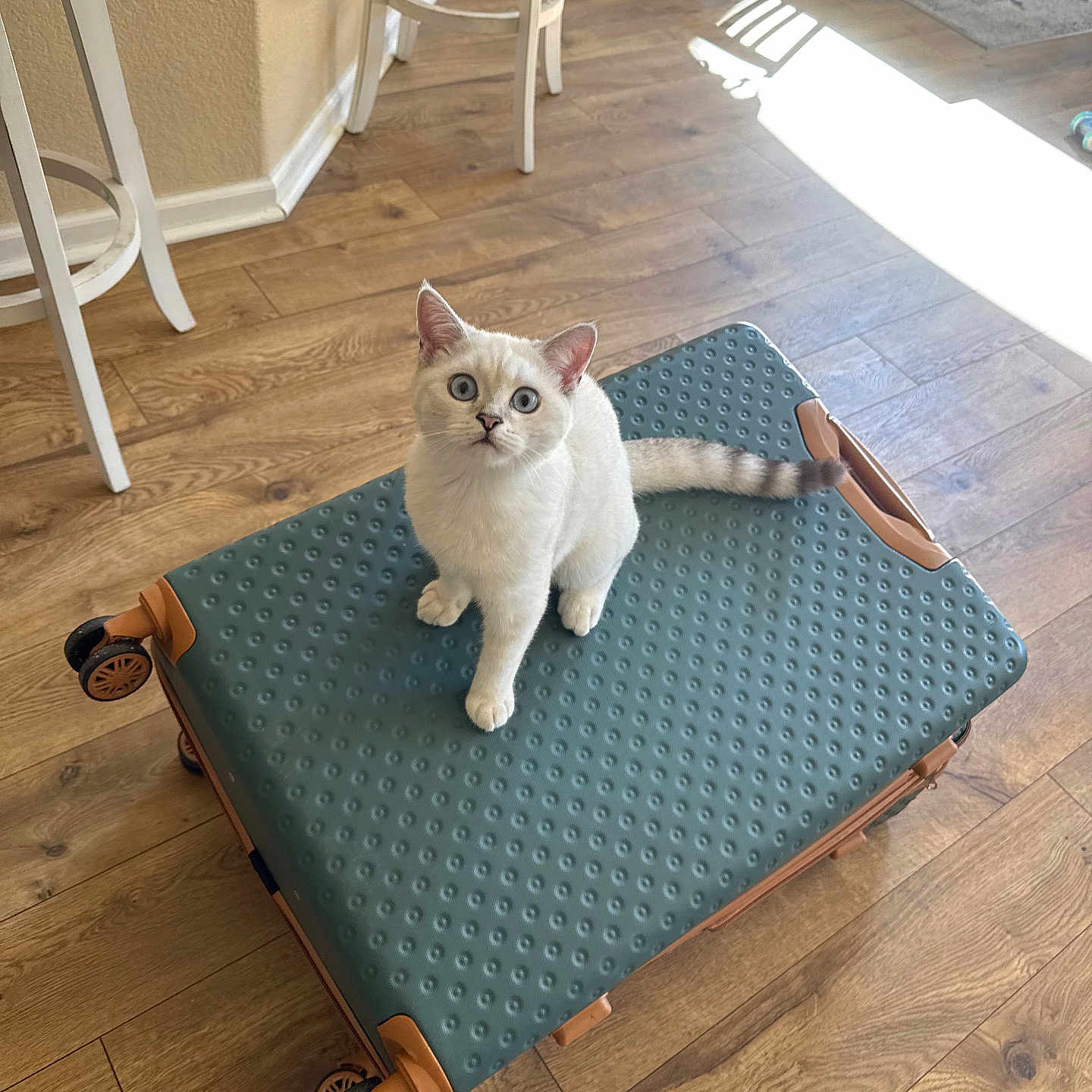 Leo joined the competition — help win amazing prizes! blue_eyes, bright, cat, chair, curious, domestic_cat, flooring, furniture, home, indoor, kitten, living_space, pet, relaxing, suitcase, sunlight, tabby_cat, table, two_cats, wooden_floor