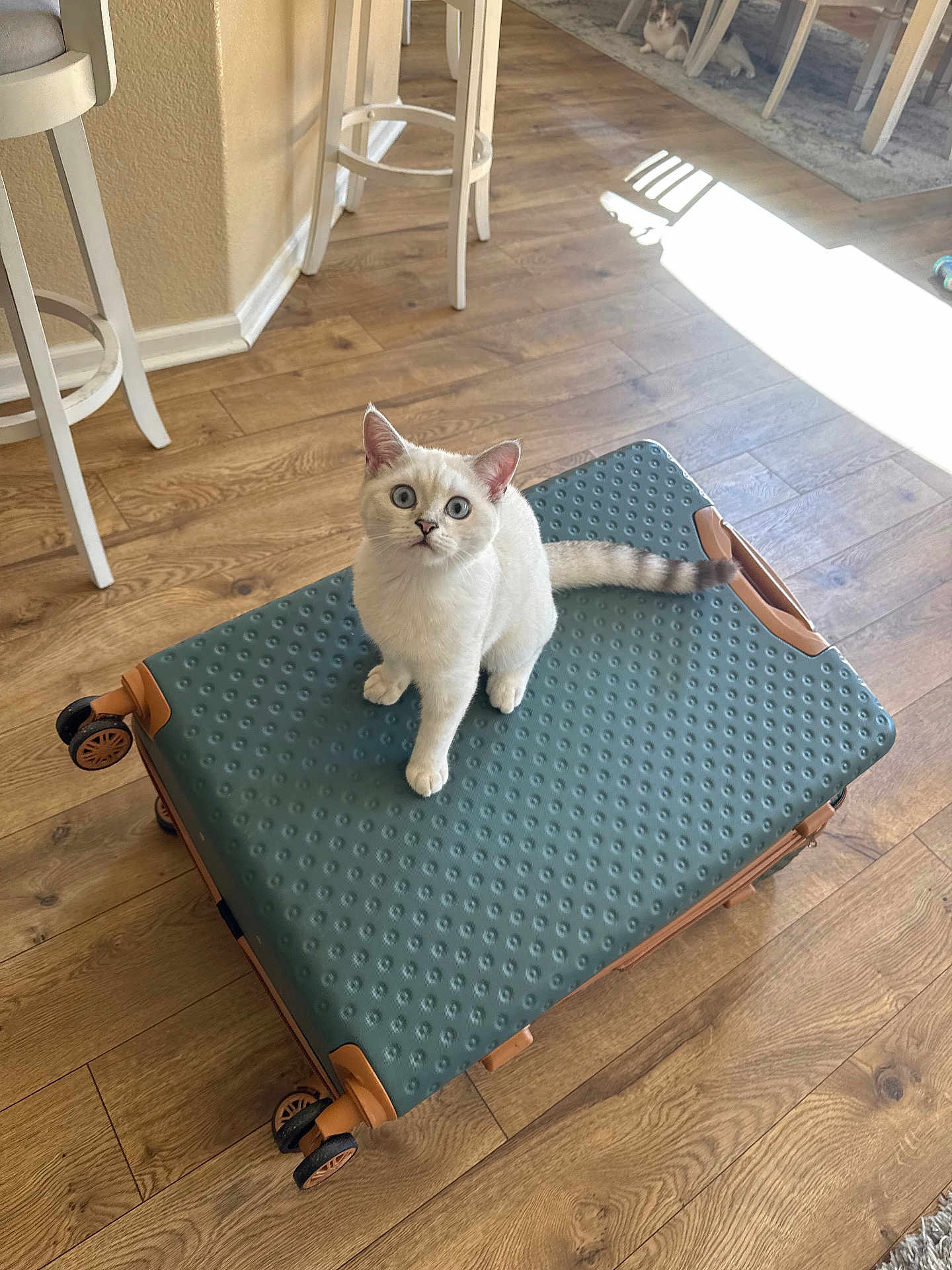 Leo joined the competition — help win amazing prizes! kitten, cat, suitcase, wooden_floor, indoor, furniture, chair, table, sunlight, pet, curious, blue_eyes, domestic_cat, flooring, relaxing, home, living_space, tabby_cat, two_cats, bright