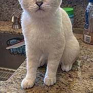 Leo is registered to the contest to win money with this photo: animal, blue_eyes, cat, close_up, countertop, curious, domestic_cat, fur, granite, household, indoor, kitchen, kitten, natural_light, pet, sitting, whiskers, white_cat, window, young_cat