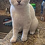 animal, blue_eyes, cat, close_up, countertop, curious, domestic_cat, fur, granite, household, indoor, kitchen, kitten, natural_light, pet, sitting, whiskers, white_cat, window, young_cat