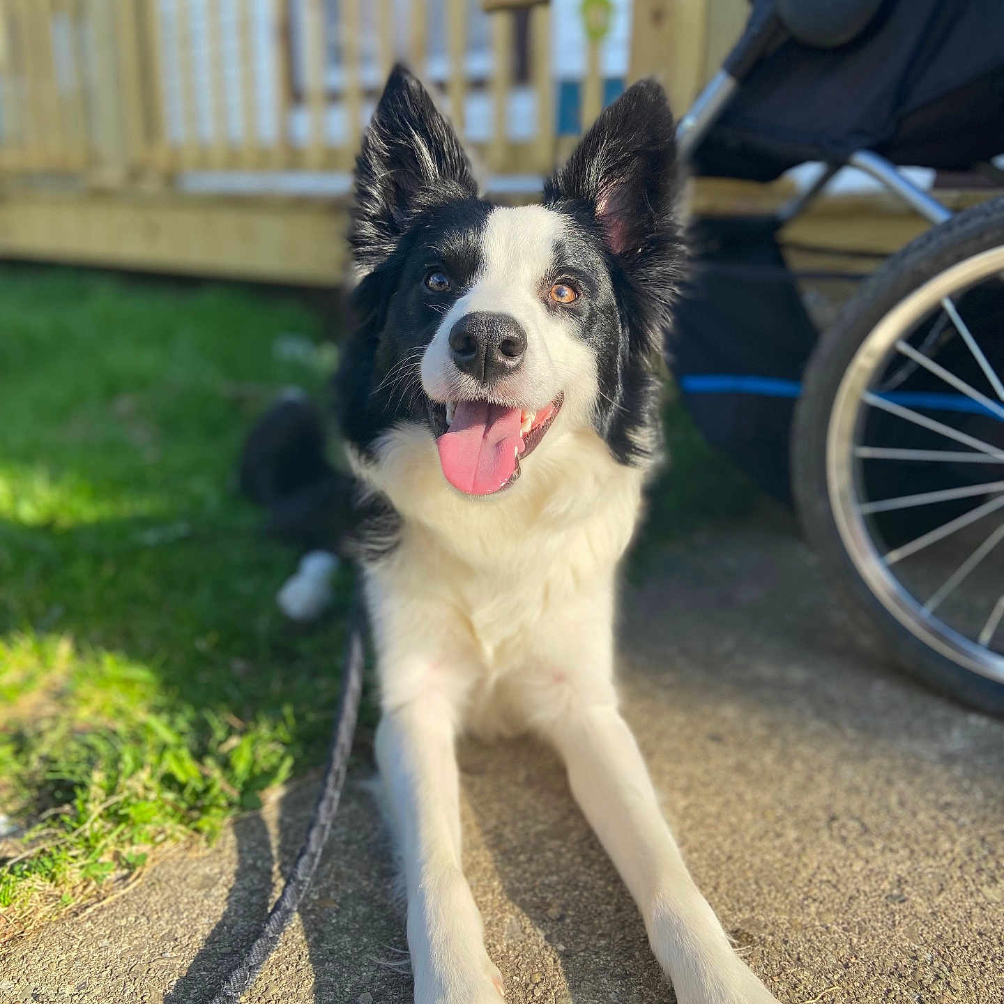 Remi joined the competition — help win amazing prizes! accessories, alloywheel, animal, canine, car, carwheel, dog, grass, husky, leash, machine, pet, plant, puppy, spoke, strap, tire, transportation, vehicle, wheel