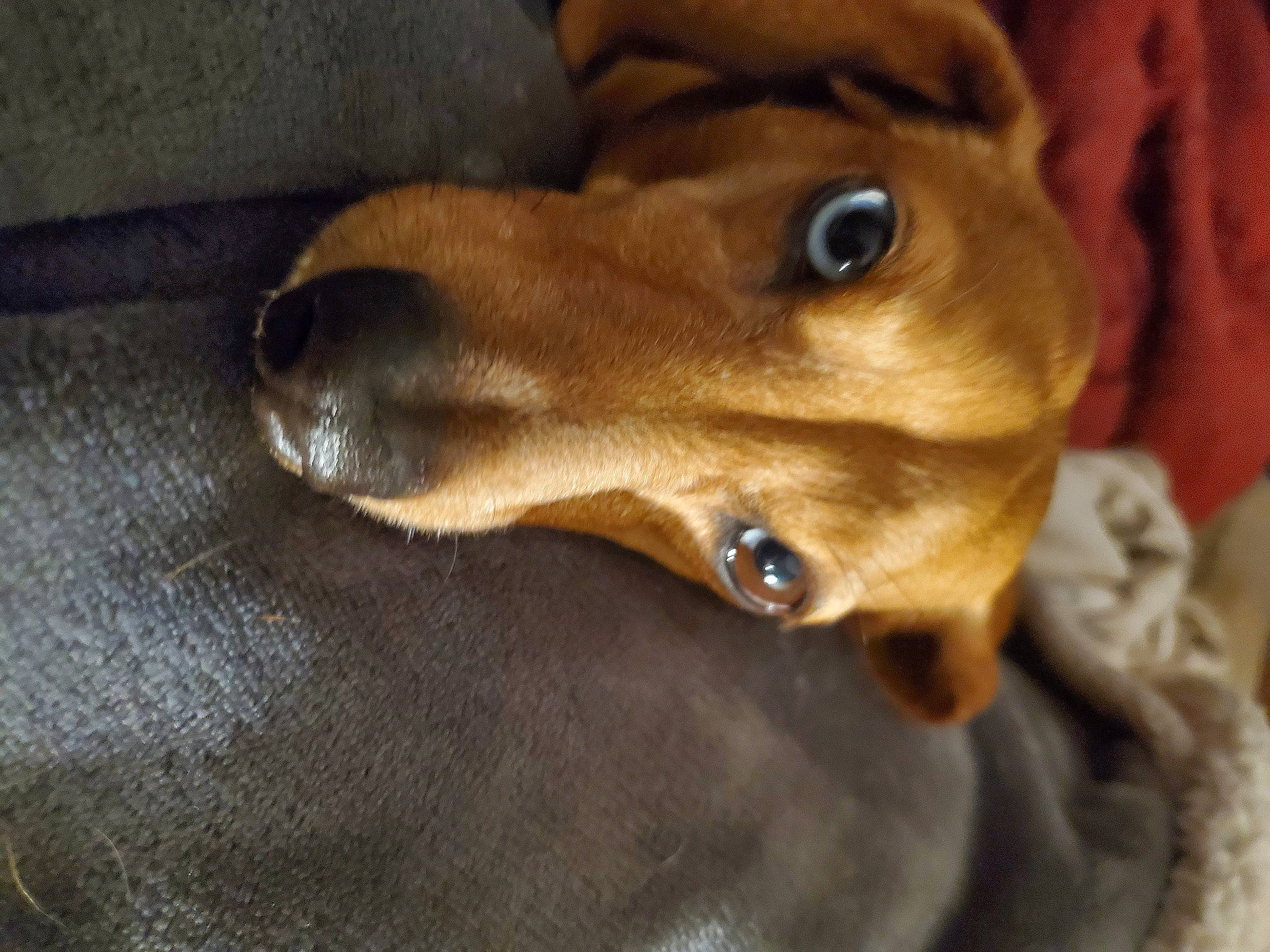 Tank is registered to the contest to win money with this photo: canidae, carnivore, companion_dog, dachshund, dog, dog_breed, ear, fawn, fur, jaw, liver, paw, pet_supply, puppy, snout, sporting_group, whiskers, wood, working_animal