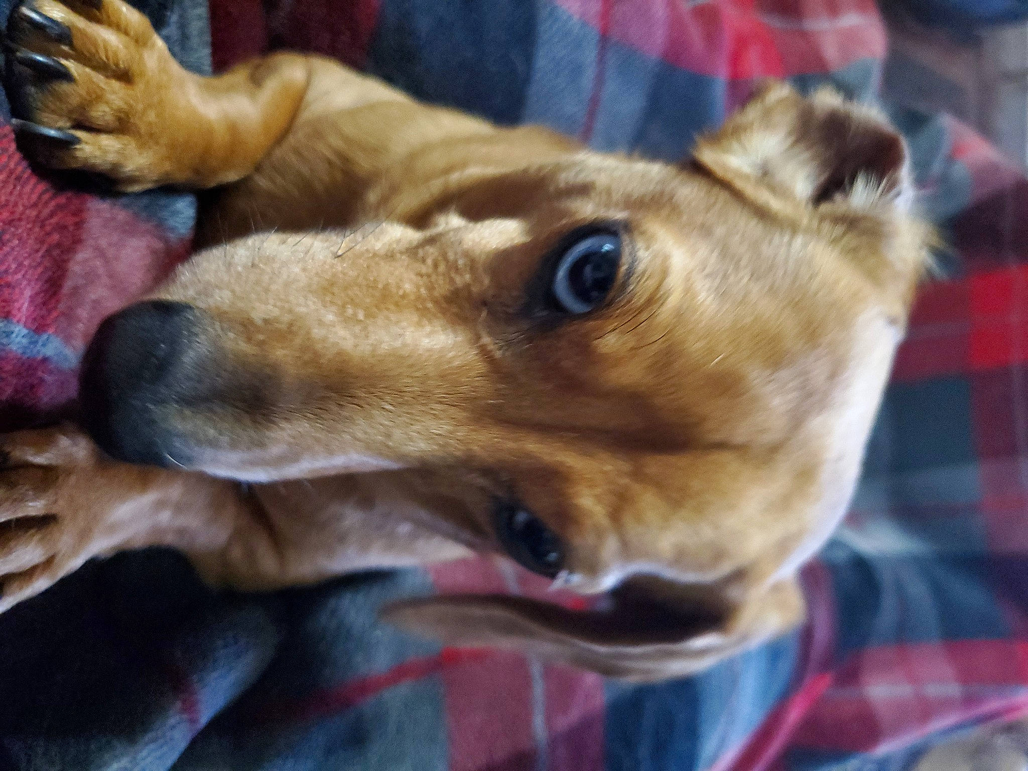 Tank is registered to the contest to win money with this photo: canidae, carnivore, collar, companion_dog, dog, dog_breed, dog_collar, dog_supply, ear, fawn, fur, head, jaw, paw, sighthound, snout, sporting_group, toy_dog, whiskers, working_animal