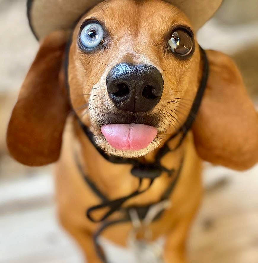 Tank joined the competition — help win amazing prizes! brown, carnivore, close_up, collar, companion_dog, dog, dog_breed, dog_collar, ear, fawn, fedora, fur, hat, liver, nose, paw, snout, sporting_group, whiskers, working_animal