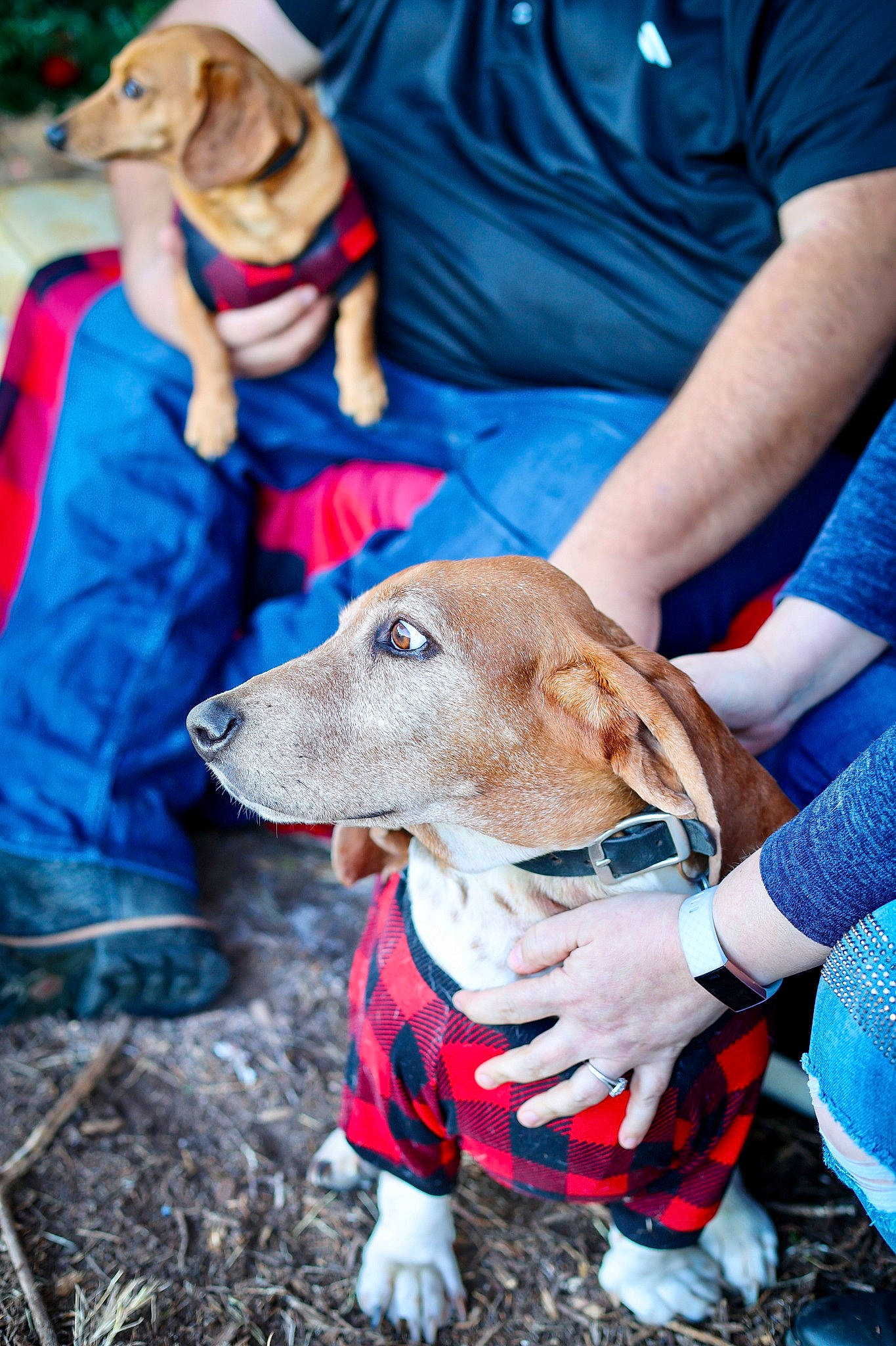 Hydro joined the competition — help win amazing prizes! blue, canidae, carnivore, child, companion_dog, dog, dog_breed, dog_clothes, event, fawn, fun, fur, grass, leash, mammal, recreation, soil, sporting_group, vertebrate, working_animal