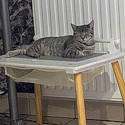 Bousteur participe au concours pour gagner de l'argent avec cette photo : cat, tabby_cat, chair, wooden_legs, indoor, floor_tiles, radiator, resting, relaxed, pet, feline, animal, domestic, cozy, quiet, home, furniture, sleeping, peaceful, comfort