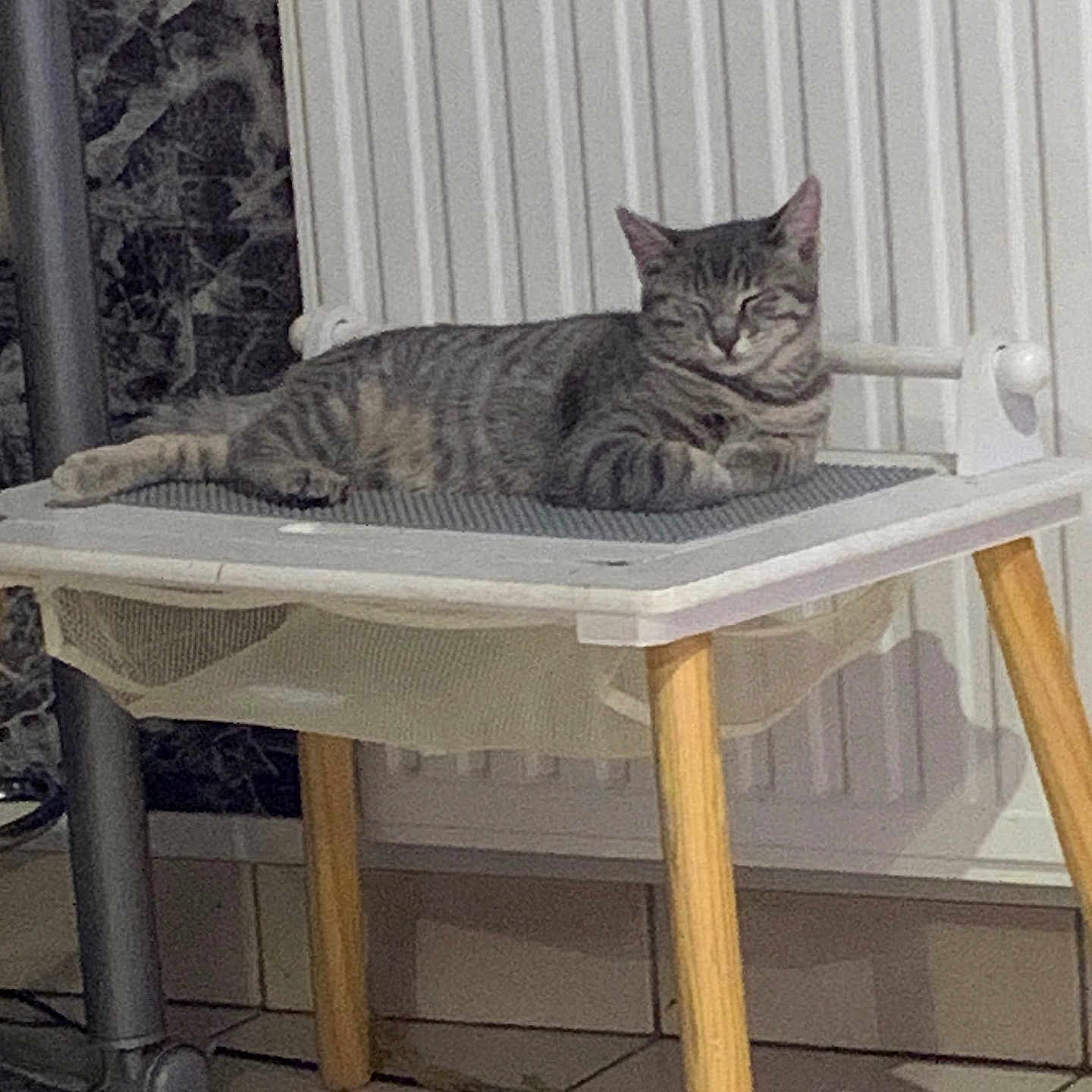 Bousteur participe au concours pour gagner de l'argent avec cette photo : animal, cat, chair, comfort, cozy, domestic, feline, floor_tiles, furniture, home, indoor, peaceful, pet, quiet, radiator, relaxed, resting, sleeping, tabby_cat, wooden_legs