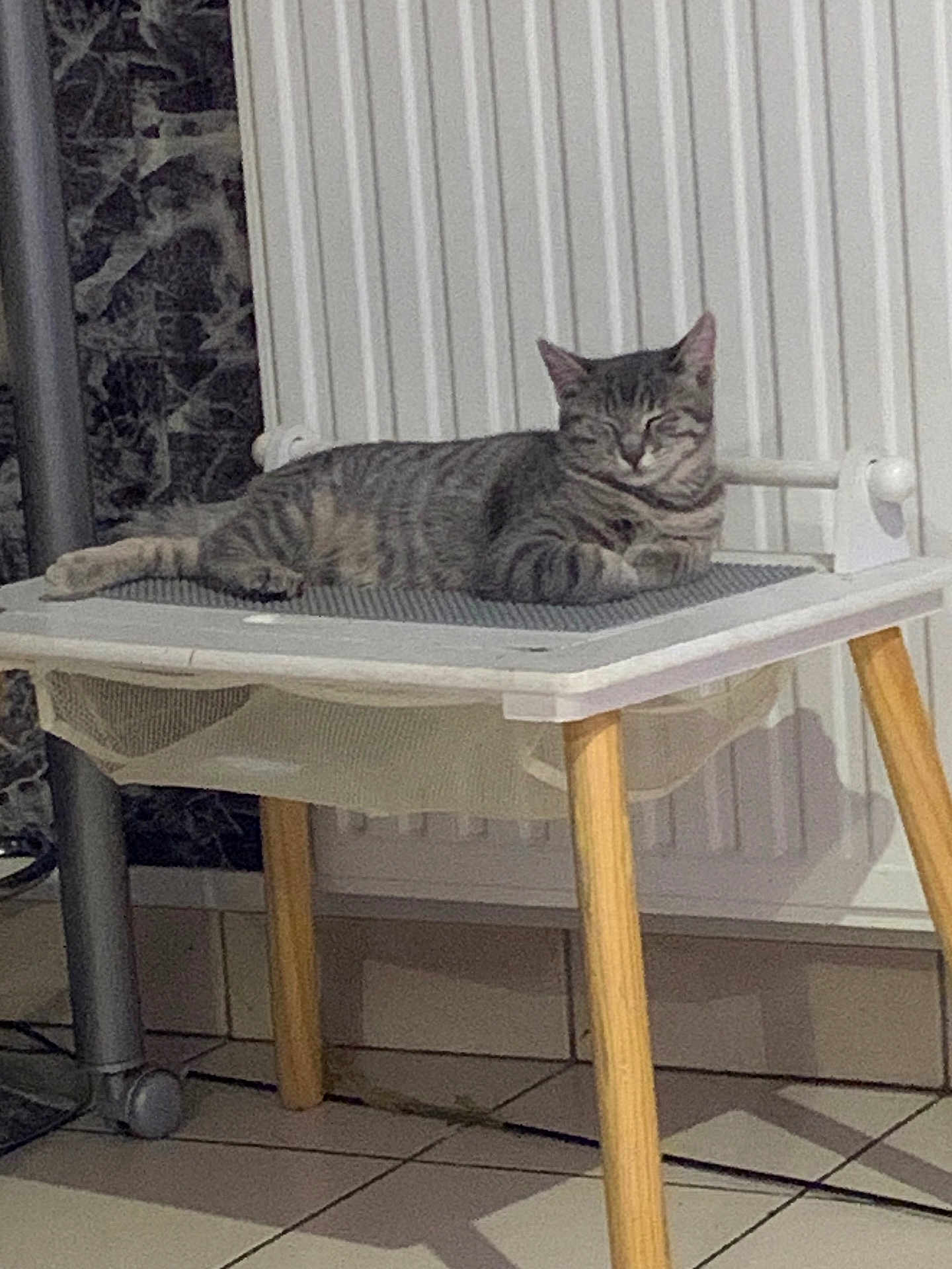 Bousteur participe au concours pour gagner de l'argent avec cette photo : cat, tabby_cat, chair, wooden_legs, indoor, floor_tiles, radiator, resting, relaxed, pet, feline, animal, domestic, cozy, quiet, home, furniture, sleeping, peaceful, comfort