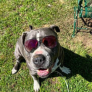 Tre joined the competition — help win amazing prizes! dog, sunglasses, grass, outdoor, pet, canine, happy, smiling, sunlight, shadow, metal_chair, green, summer, cute, animal, playful, friendly, nature, daytime, relaxed