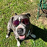 dog, sunglasses, grass, outdoor, pet, canine, happy, smiling, sunlight, shadow, metal_chair, green, summer, cute, animal, playful, friendly, nature, daytime, relaxed
