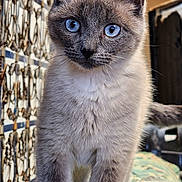 Bellatrix is registered to the contest to win money with this photo: cat, blue_eyes, curious, close_up, indoor, feline, pet, fur, whiskers, standing, animal, mammal, portrait, looking_at_camera, texture, patterned_background, domestic_cat, ears, tail, soft_fur