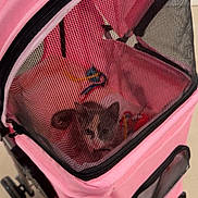 Cricket is registered to the contest to win money with this photo: cat, pet, stroller, pink, mesh, indoor, animal, curious, face, small, transport, wheels, fabric, zipper, toy, colorful, cage, enclosure, cute, feline