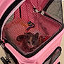 cat, pet, stroller, pink, mesh, indoor, animal, curious, face, small, transport, wheels, fabric, zipper, toy, colorful, cage, enclosure, cute, feline