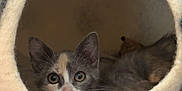 Cricket is registered to the contest to win money with this photo: kitten, cat, pet, animal, feline, cute, indoors, cozy, curious, fur, whiskers, pink_nose, ears, face, resting, cave, soft, closeup, home, comfort