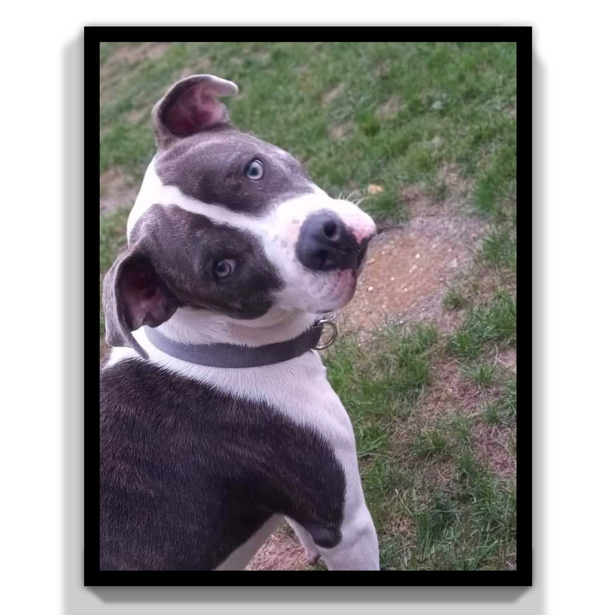 Tank is registered to the contest to win money with this photo: canidae, carnivore, collar, companion_dog, dog, dog_breed, dog_collar, fawn, fur, metal, non_sporting_group, paw, pet_supply, rectangle, snout, sporting_group, square, whiskers, working_animal