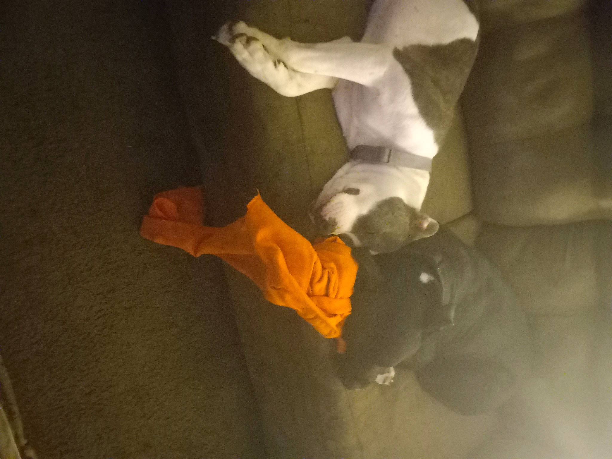 Tank is registered to the contest to win money with this photo: abdomen, art, carving, darkness, eye, flooring, gesture, human_leg, jaw, knee, room, sculpture, shadow, statue, still_life_photography, tail, tints_and_shades, trunk, visual_arts, wood