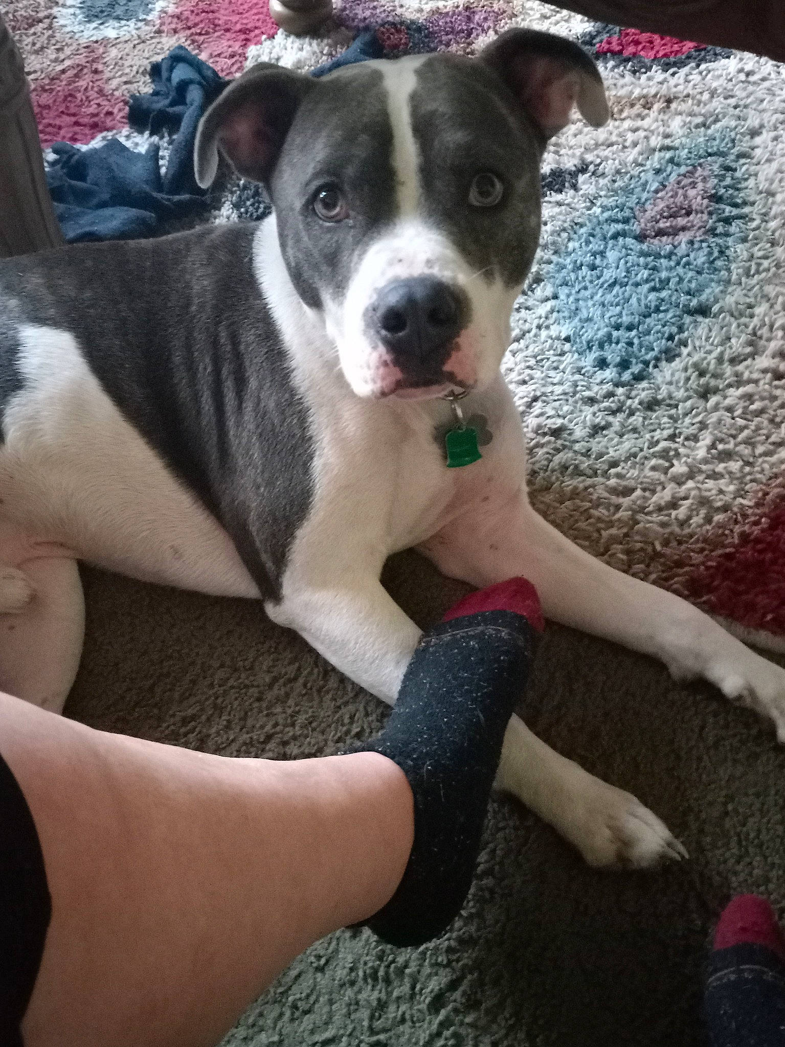 Tank is registered to the contest to win money with this photo: boston_terrier, carnivore, collar, comfort, companion_dog, couch, dog, dog_breed, dog_collar, fawn, flooring, foot, fur, human_leg, non_sporting_group, paw, thigh, whiskers, working_animal, working_dog