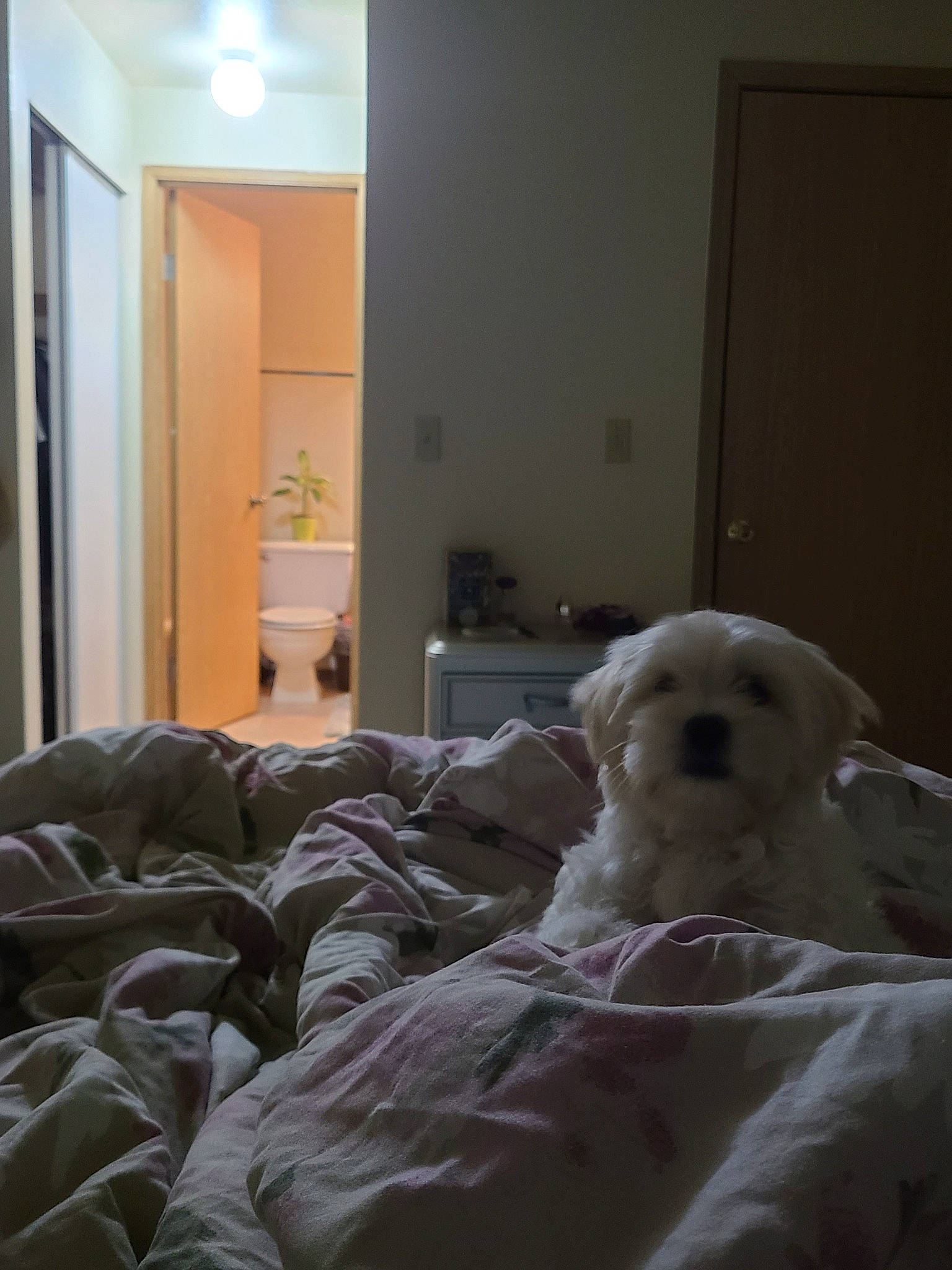 Bonbon joined the competition — help win amazing prizes! bed, bed_sheet, bedroom, bichon, bolognese, canidae, carnivore, companion_dog, dog, dog_breed, fur, furniture, home, house, maltese, non_sporting_group, puppy, room, toy_dog, window