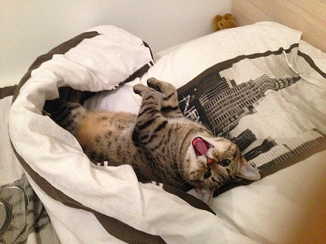 Mia participe au concours pour gagner de l'argent avec cette photo : american_shorthair, bed, bed_sheet, bedtime, carnivore, cat, comfort, companion_dog, felidae, fur, furniture, kitten, nap, sleep, small_to_medium_sized_cats, tabby_cat, whiskers