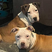 Buddy And Janice is registered to the contest to win money with this photo: animal, brown, calm, canine, closeup, companion, cute, dog, domestic_animal, fur, indoor, looking, lying_down, pet, portrait, puppy, relaxed, resting, two_dogs, white