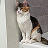 Nabi is registered to the contest to win money with this photo: cat, calico, feline, pet, animal, bathroom, bathtub, tile, white, fur, sitting, side_view, indoor, curious, domestic, whiskers, paws, ears, pink_nose, clean