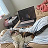 Nabi is registered to the contest to win money with this photo: cat, calico_cat, sleeping, blanket, bed, laptop, indoor, cozy, feline, fur, resting, domestic_animal, soft, relaxation, comfort, home, technology, pink, tail, peaceful