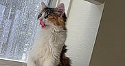 Nabi joined the competition — help win amazing prizes! animal, blinds, calico, cat, curious, cute, domestic, feline, fluffy, fur, indoor, kitten, pet, playful, sunlight, tongue_out, whiskers, window, windowsill, young_animal