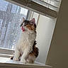 cat, kitten, calico, tongue_out, windowsill, window, blinds, sunlight, indoor, pet, feline, curious, fluffy, young_animal, animal, cute, domestic, fur, whiskers, playful