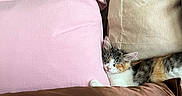 Nabi joined the competition — help win amazing prizes! cat, calico, sleeping, pillow, cushion, indoor, cozy, nap, pet, feline, resting, soft, comfort, fur, cute, relaxation, domestic, animal, home, snuggled