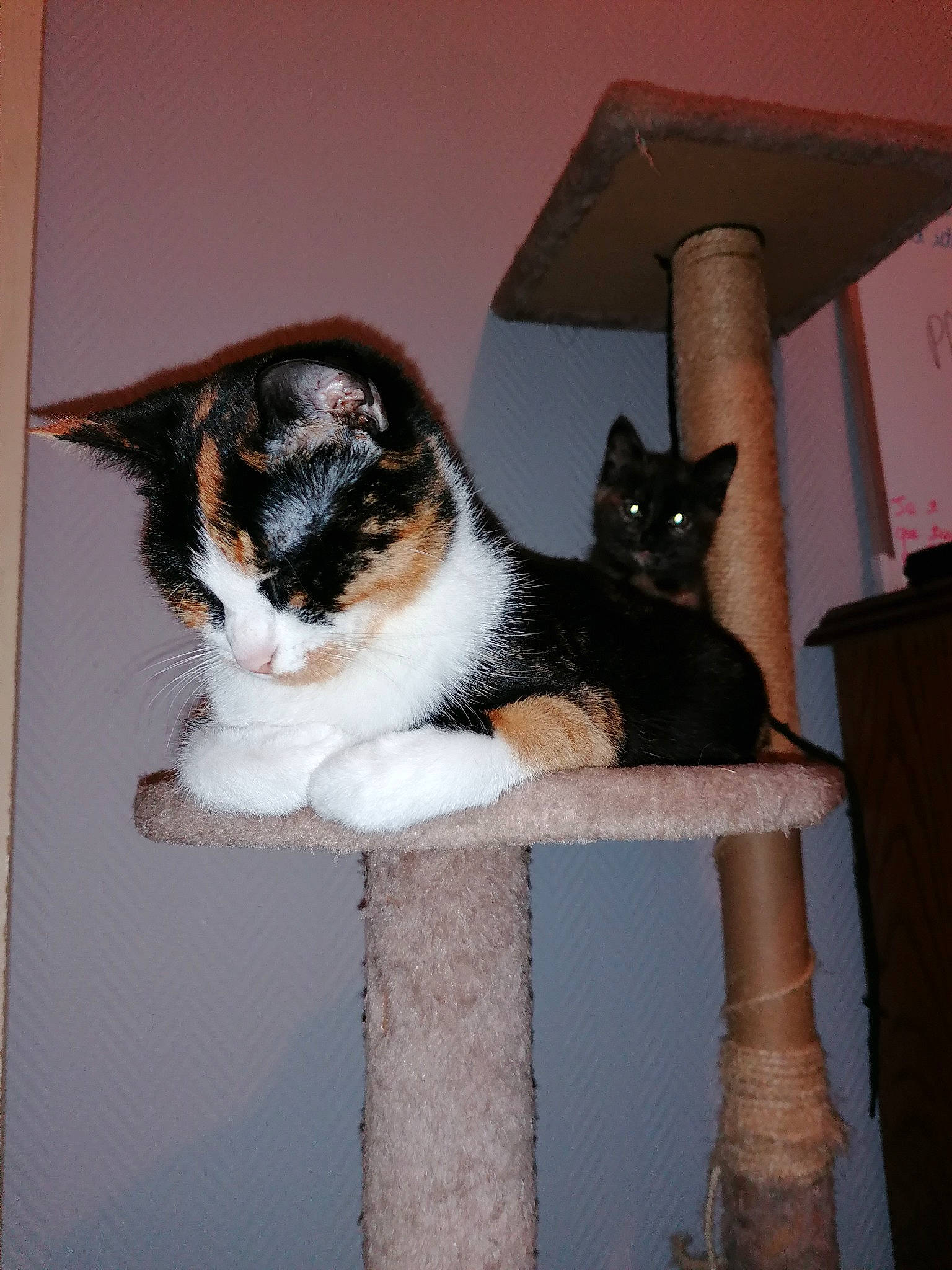 Cacahuète participe au concours pour gagner de l'argent avec cette photo : aegean_cat, american_wirehair, carnivore, cat, domestic_short_haired_cat, european_shorthair, felidae, fur, kitten, polydactyl_cat, small_to_medium_sized_cats, tail, whiskers