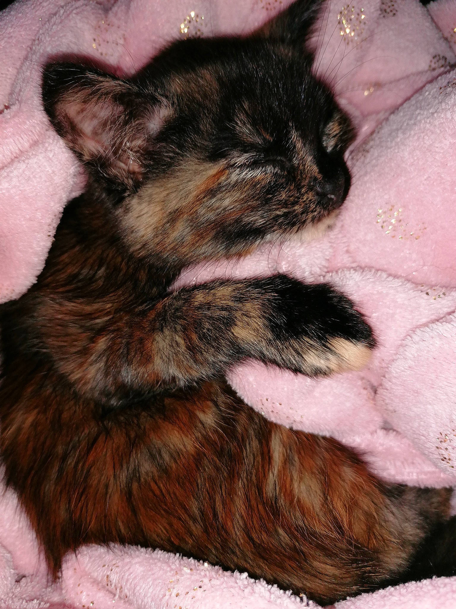 Cacahuète a rejoint le concours — aidez-le/la à gagner de superbes lots ! asian, carnivore, cat, claw, fawn, felidae, fur, kitten, paw, pink, skin, sleep, small_to_medium_sized_cats, tail, whiskers