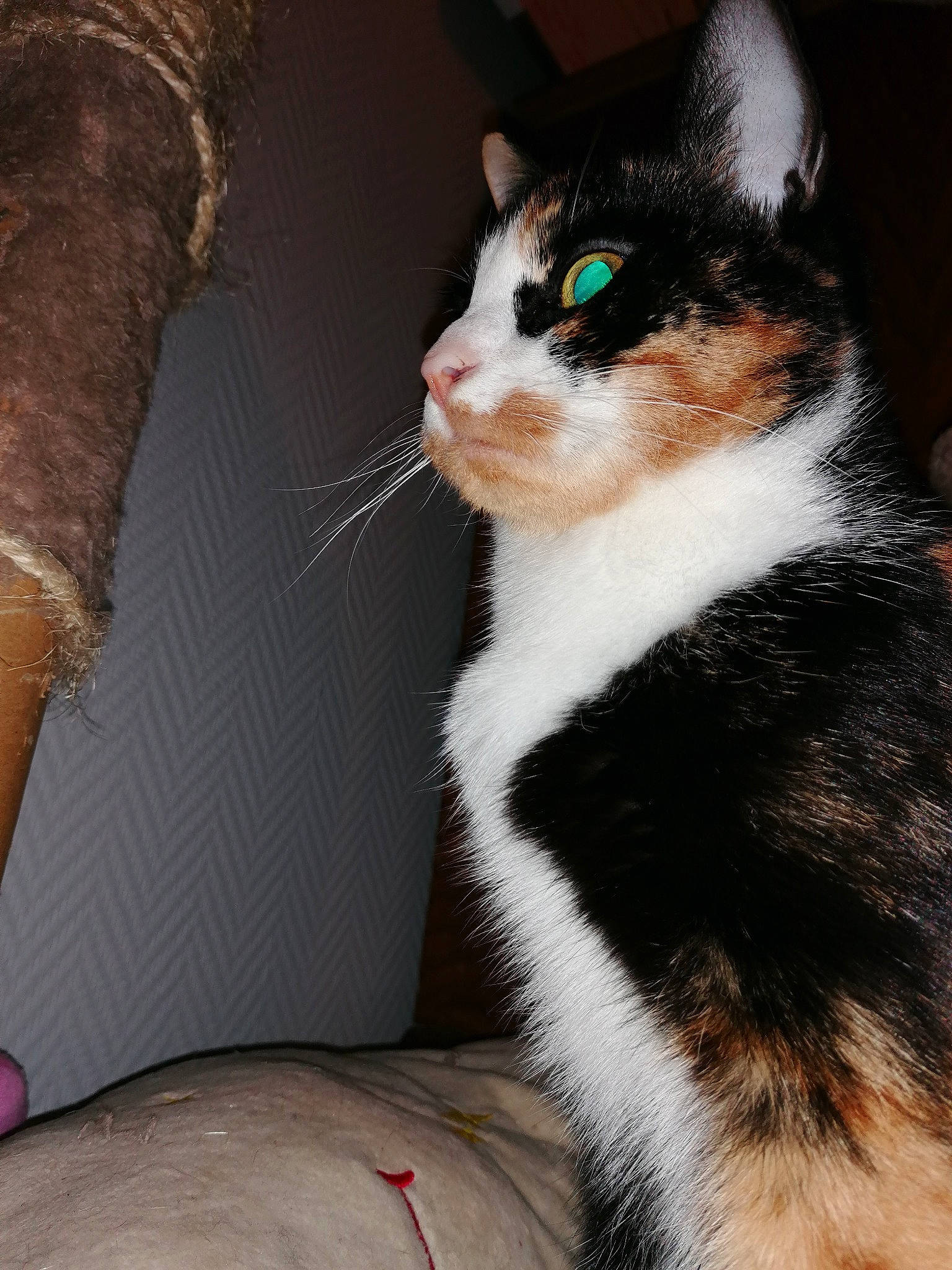 Noisette