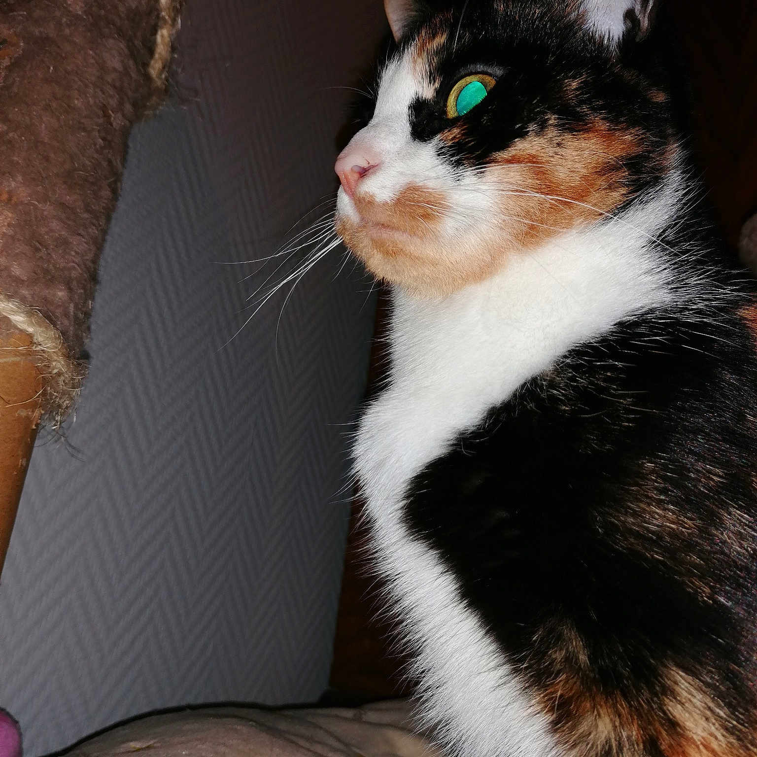 Noisette